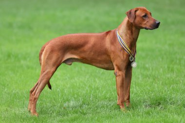 Köpek Rodezya ridgeback açık havada üzerinde yeşil bir alana bir yürüyüşe