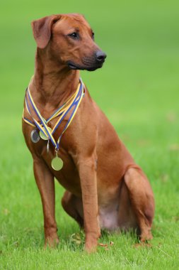 Köpek Rodezya ridgeback açık havada üzerinde yeşil bir alana bir yürüyüşe
