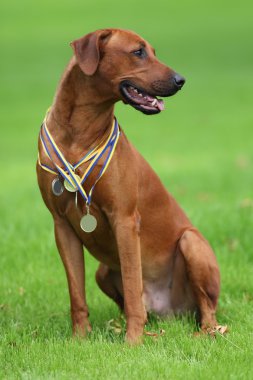 Köpek Rodezya ridgeback açık havada üzerinde yeşil bir alana bir yürüyüşe