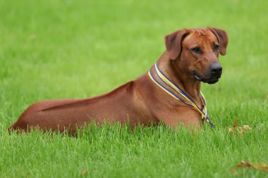 Köpek Rodezya ridgeback açık havada üzerinde yeşil bir alana bir yürüyüşe