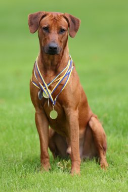 Köpek Rodezya ridgeback açık havada üzerinde yeşil bir alana bir yürüyüşe