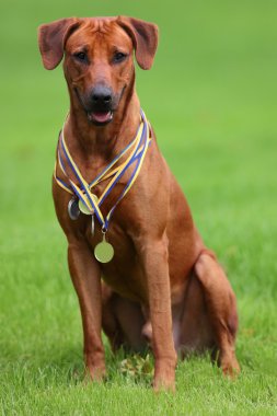 Köpek Rodezya ridgeback açık havada üzerinde yeşil bir alana bir yürüyüşe