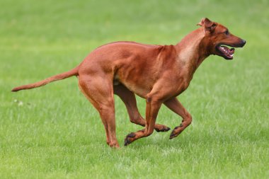 Köpek Rodezya ridgeback açık havada üzerinde yeşil bir alana bir yürüyüşe