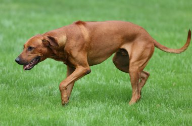 Köpek Rodezya ridgeback açık havada üzerinde yeşil bir alana bir yürüyüşe