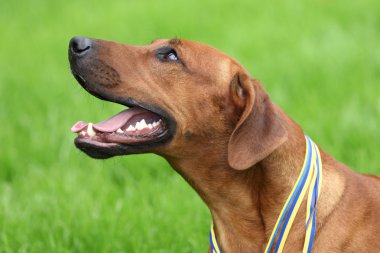 Köpek Rodezya ridgeback açık havada üzerinde yeşil bir alana bir yürüyüşe