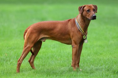 Köpek Rodezya ridgeback açık havada üzerinde yeşil bir alana bir yürüyüşe