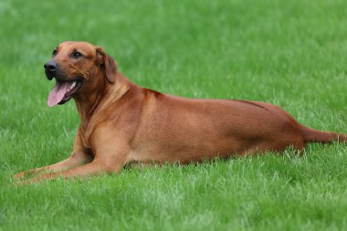 Köpek Rodezya ridgeback açık havada üzerinde yeşil bir alana bir yürüyüşe