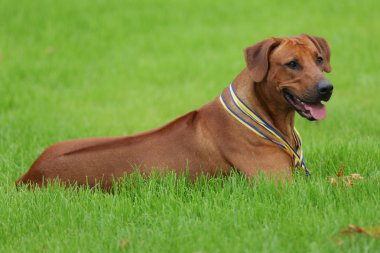 Köpek Rodezya ridgeback açık havada üzerinde yeşil bir alana bir yürüyüşe
