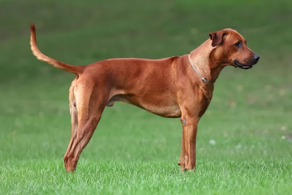 Σκύλος rhodesian ridgeback για μια βόλτα σε εξωτερικούς χώρους σε πράσινο φόντο — Φωτογραφία Αρχείου