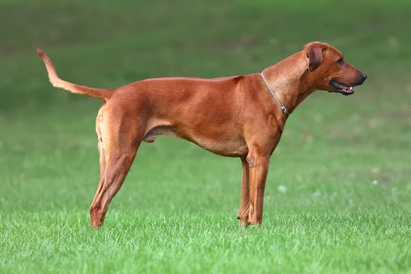 Köpek Rodezya ridgeback açık havada üzerinde yeşil bir alana bir yürüyüşe — Stok fotoğraf