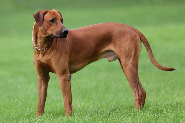 Anjing rhodesian ridgeback untuk berjalan-jalan di luar ruangan di lapangan hijau — Stok Foto