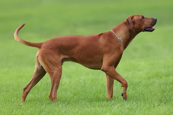 Psa rhodéského ridgebacka na procházku venku na zeleném poli — Stock fotografie