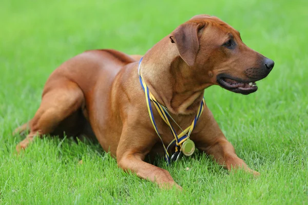 Perro rhodesian ridgeback para un paseo al aire libre en un campo verde — Foto de Stock