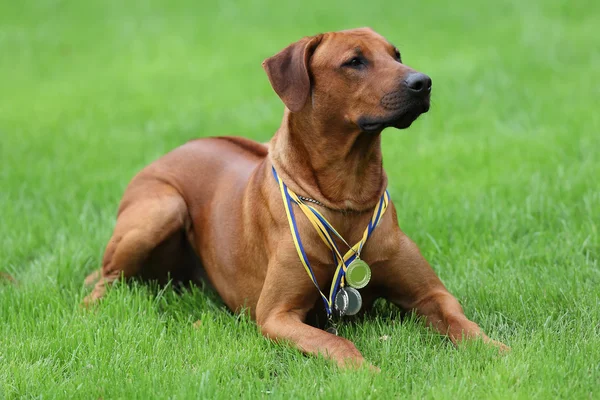 Собака родезійський хребет для прогулянки на відкритому повітрі на зеленому полі — стокове фото
