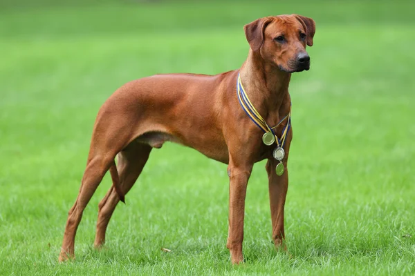 Köpek Rodezya ridgeback açık havada üzerinde yeşil bir alana bir yürüyüşe — Stok fotoğraf