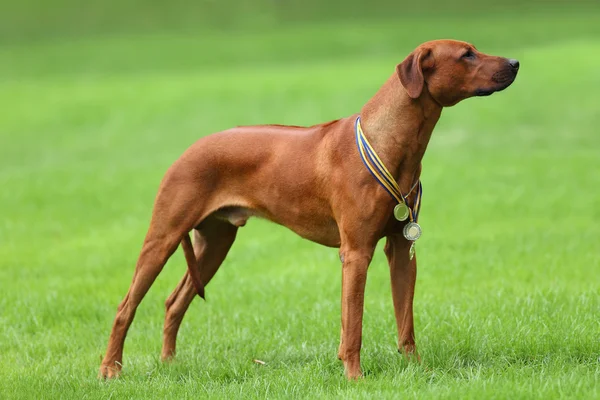 Perro rhodesian ridgeback para un paseo al aire libre en un campo verde — Foto de Stock