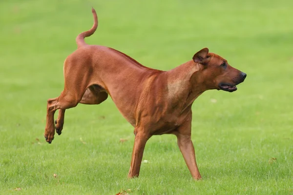 Dog rhodesian ridgeback para um passeio ao ar livre em um campo verde — Fotografia de Stock