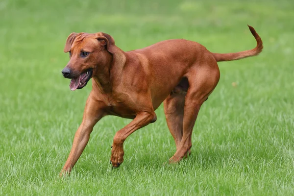 Dog rhodesian ridgeback para um passeio ao ar livre em um campo verde — Fotografia de Stock