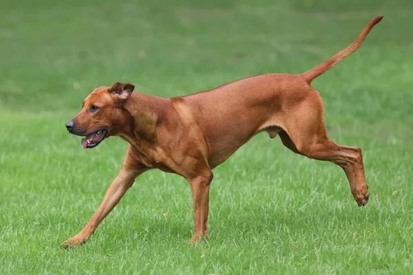 Σκύλος rhodesian ridgeback για μια βόλτα σε εξωτερικούς χώρους σε πράσινο φόντο — Φωτογραφία Αρχείου