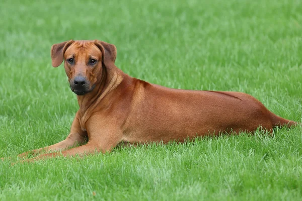 Perro rhodesian ridgeback para un paseo al aire libre en un campo verde —  Fotos de Stock