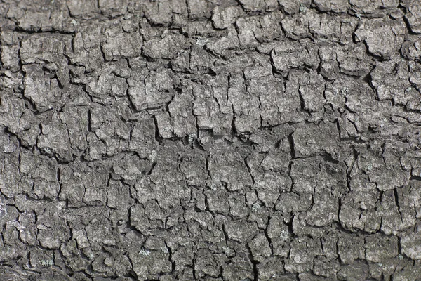 Старая текстура деревянной коры с трещинами — стоковое фото