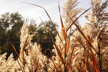 Pofuduk sazlıklar rüzgarda sallanıyor güneşli bir günde
