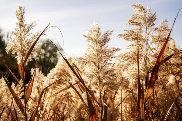 Fluffy Reeds Sway Wind Sunny Day — Stock Photo, Image