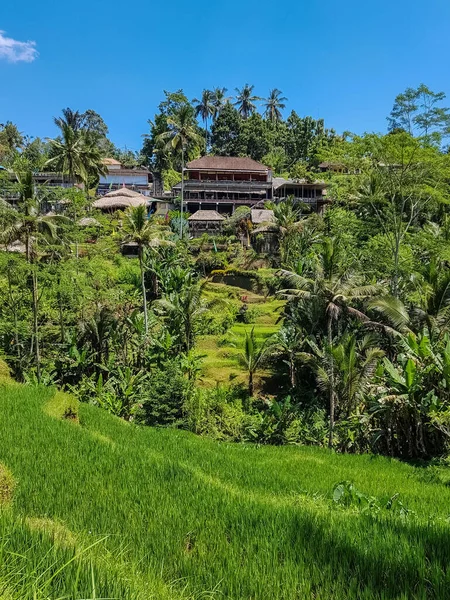 Yeşil bir manzara, pirinç tarlaları ve arka planda Bali adasındaki küçük evler.