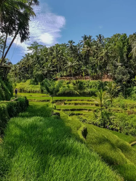 Beautiful Green Rice Fields Blue Sky — Stock Photo, Image