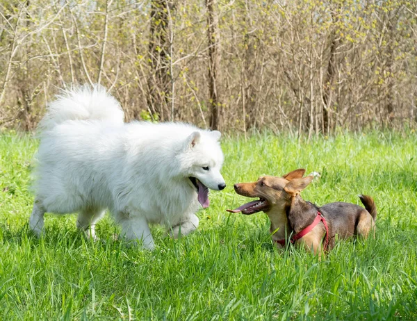 Farklı cinsten iki mutlu köpek, biri büyük beyaz ve kabarık, diğeri kırmızı ve kısa saçlı, güneşli bir günde yeşil çimenlikte birbirlerine bakıyorlar..