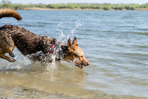 Nehir kıyısı boyunca koşan mutlu bir kızılcık köpek, güneşli havada, her yöne sıçrıyor, diğer kıyıyı görebilirsiniz..