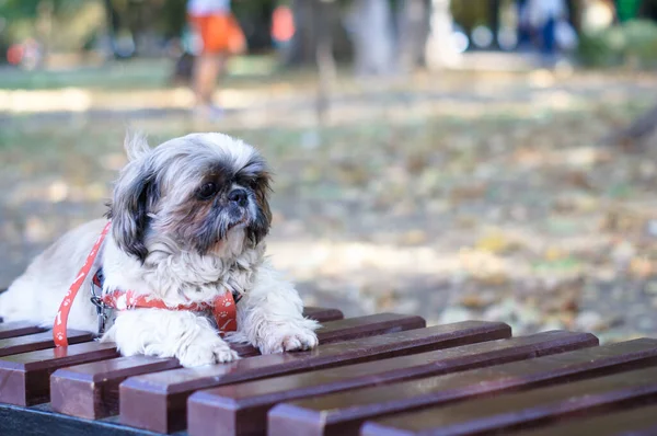 Küçük, güzel bir köpek bir bahar parkında bankta yatıyor.