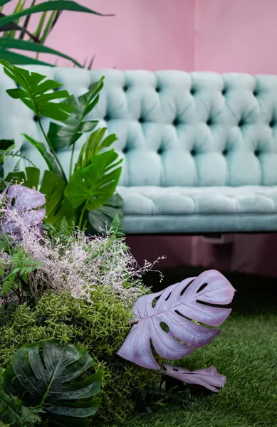 Verschiedene Pflanzen Vor Dem Hintergrund Eines Blasstürkisfarbenen Sofas Und Einer — Stockfoto