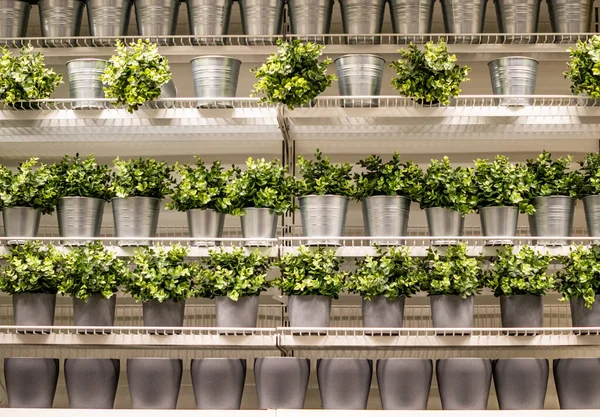 Çiçekler için tencere ve dekoratif metal kovalarla dolu uzun raflar. Bazılarının küçük yeşil çalıları var..