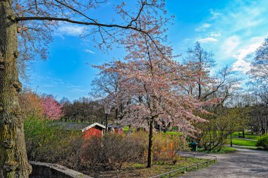 Park pembe bahar ağaçları çiçek açan