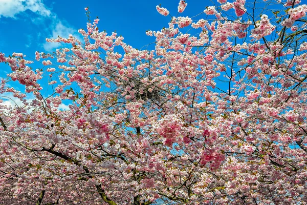 Schöne rosa Blüten der Kirsche auf blauem Himmel Hintergrund — Stockfoto