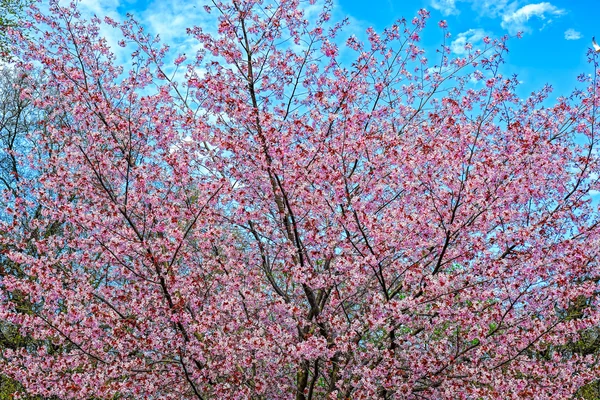 Beautiful pink flowers of cherry on blue sky background — Stock Photo, Image
