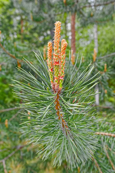 Pinho (latim: Pinus) flores — Fotografia de Stock