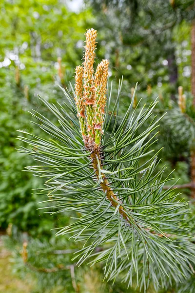 Borovice (latinsky: Pinus) květiny — Stock fotografie