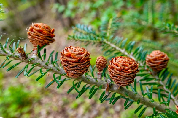 Coreano Fir, Abies koreana, Pinaceae . — Fotografia de Stock