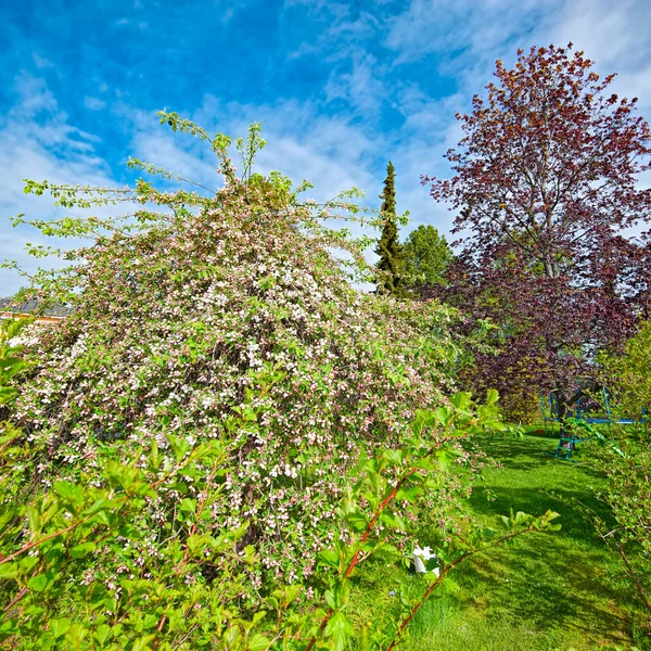 Albero di mele in fiore — Foto Stock