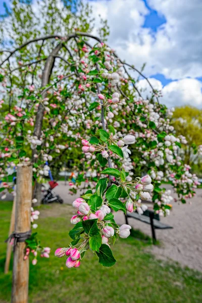 Blühender Apfelbaum — Stockfoto