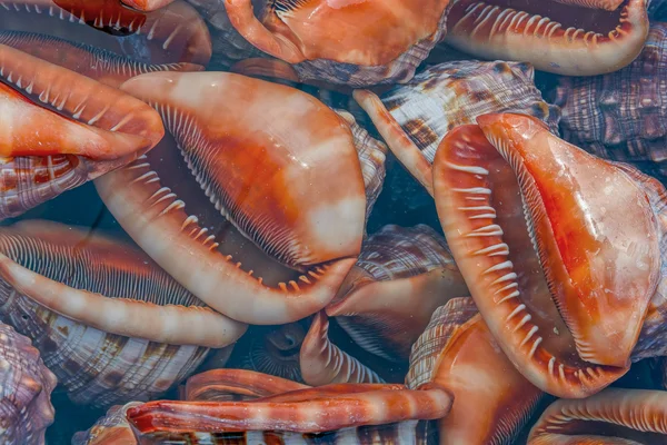 Exotische kaurischelpen — Stockfoto