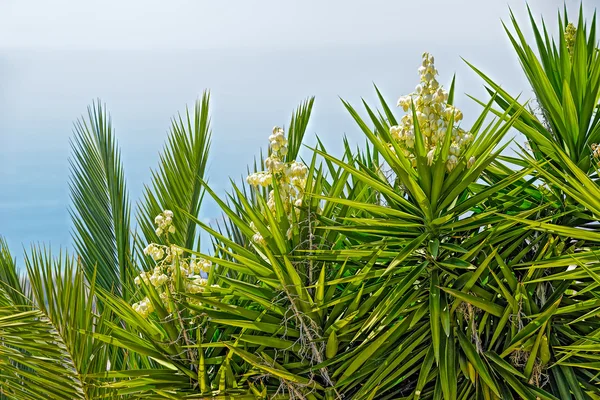 Palm träd blommor — Stockfoto