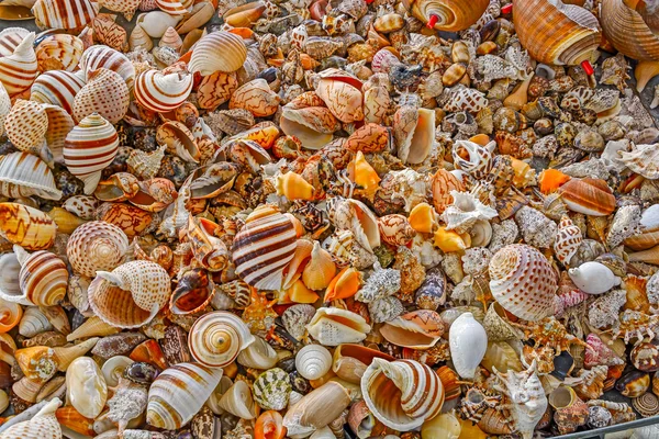 Asssorted sea shells — Stock Photo, Image