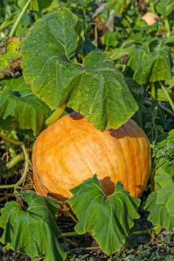 bir alan üzerinde kabak