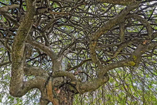 Ramas de árboles retorcidos — Foto de Stock