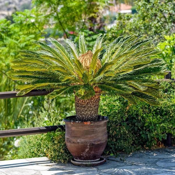 Mujer Sago palmera en maceta —  Fotos de Stock