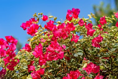 pembe Begonviller çiçekler