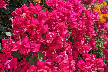 Yol kenarında renkli çiçekler